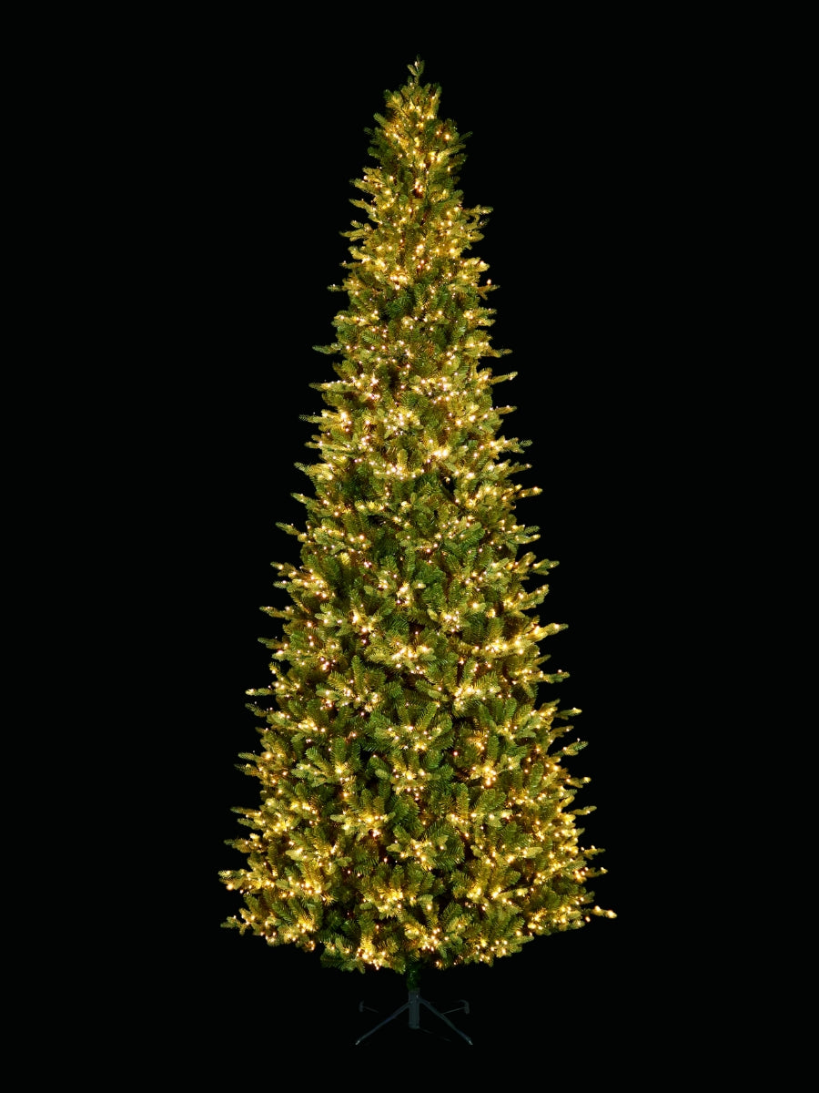 Alberta Slim Spruce 12'